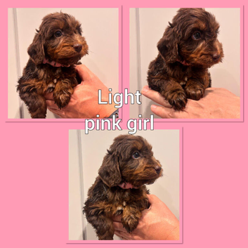 *Show* Cockapoo Ready To Leave Health Tested Pups