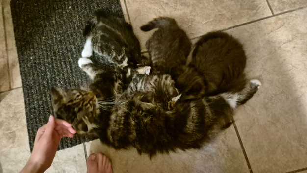 Kitten