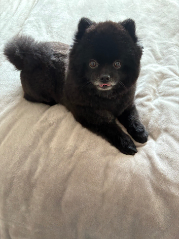 Pomeranian