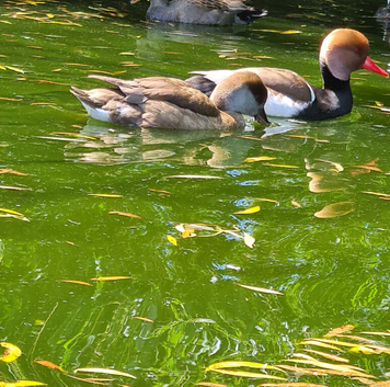 Red crested pochard ducks