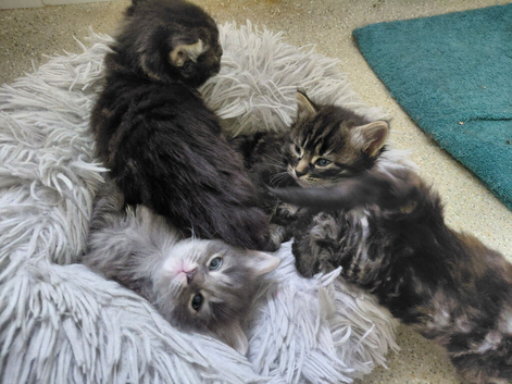 Maincoon cross