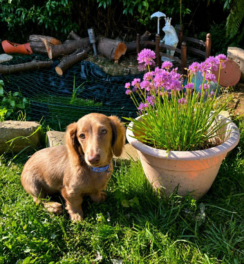 beautiful dachund
