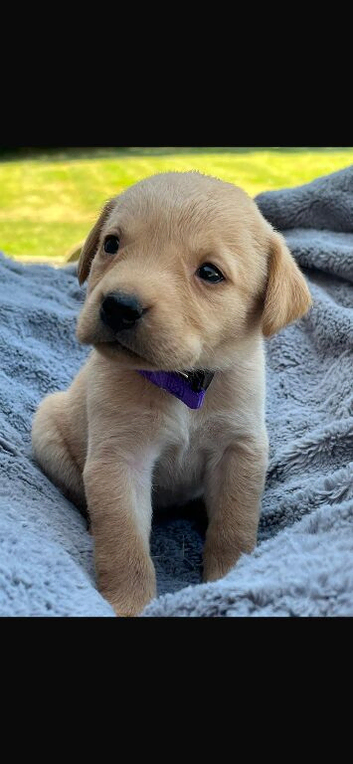 Adorable KC Labrador puppies for sale