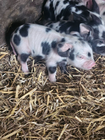Kunekune male piglets