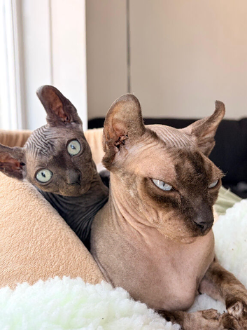 Beautiful Female Elf Sphynx Kitten &ndash; TICA Registered Parents