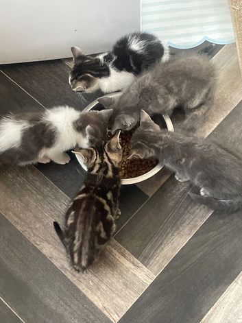 Beautiful grey mixed