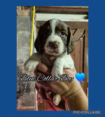 4 Boys - KC Reg and FT-CH Bloodlines