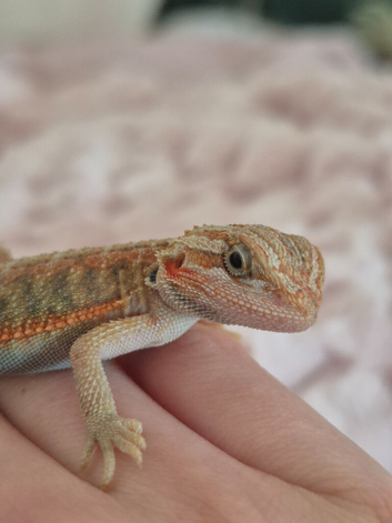 Red hypo translucent with blue bars Possible female