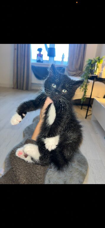 4 gorgeous male kittens ready
