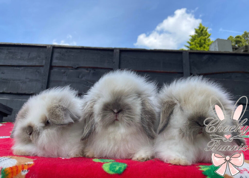 Stunning Mini Lion Lop Boys