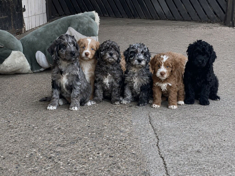 Beautiful Litter of Cockapoo puppies