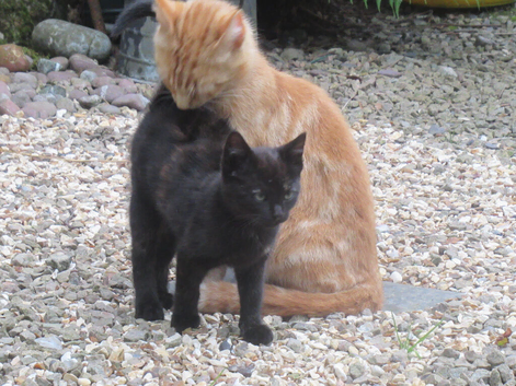 PRETTY FARM REARED KITTEN