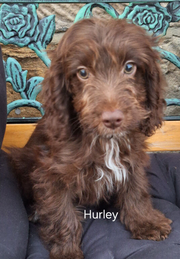 F1 chocolate with tan and white, chocolate with white cockapoo puppies