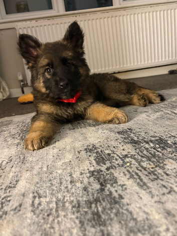Male German shepherd puppy