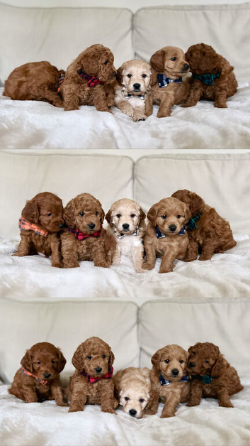 Waiting List - Small Mini Goldendoodle Pups due 3 Nov
