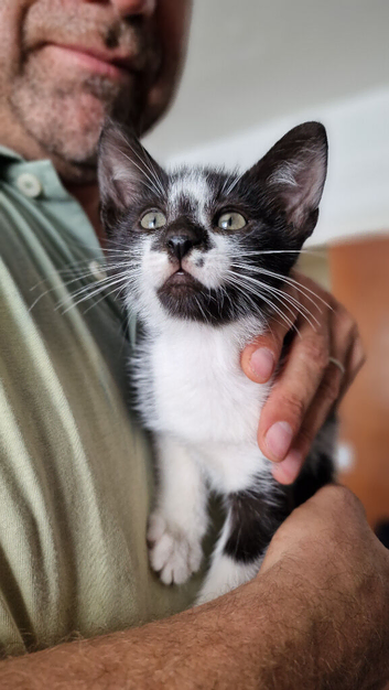 Kittens ip3 (mum is half maine coon)