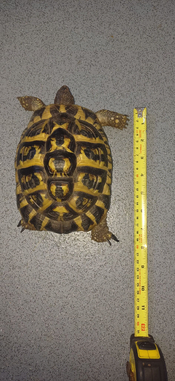 Two female testudo hermanni hermanni dwarf herman tortoises female