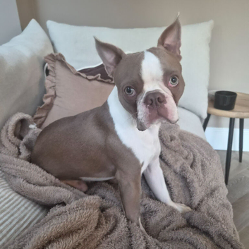 Rehome Boston Terrier