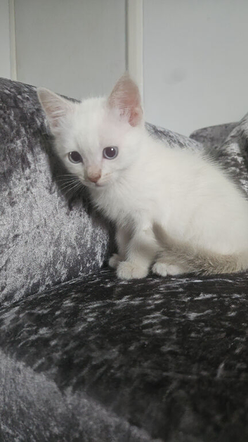 One rag doll kitten two mixed breed