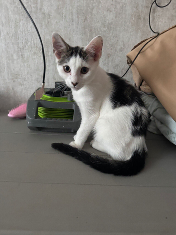 Kitten looking for new home