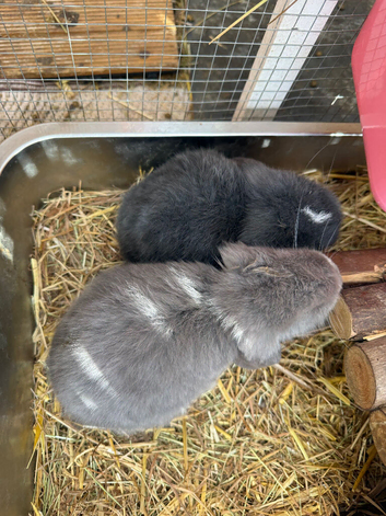 2 pure mini lop bucks READY NOW