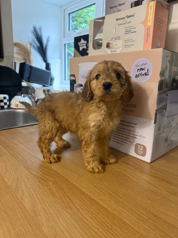 Cockapoo puppies