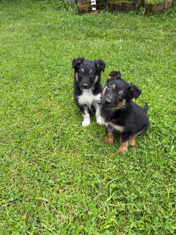 Beautiful Puppies for Sale
