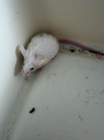 Pet mice