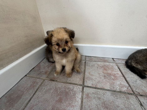 READY TO LEAVE NOW IN STRATHAVEN - Pomeranian x Cavachon Puppies