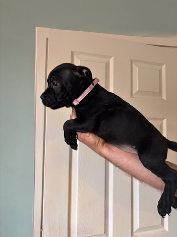 KC Registered Pedigree Staffordshire Bull Terrier puppies