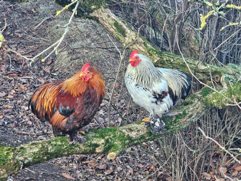 Pekin Bantam Cockerel