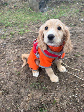 F1b cockapoo cream girl