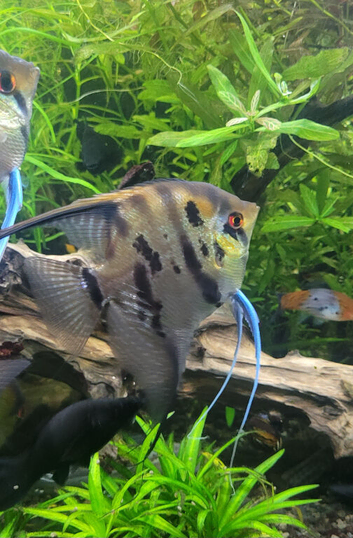 High fin stripes Angels