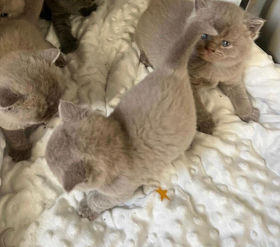 Lovely friendly short British short hair kittens