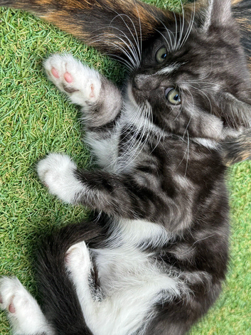 Gorgeous tuxedo kittens