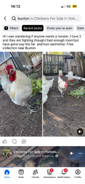 Light Sussex x bluebell rooster