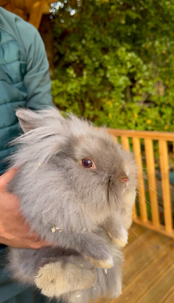 Beautiful silver lionhead