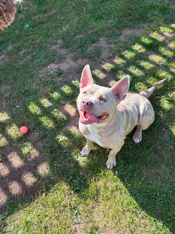 Coco 2 year old staffy x frenchie