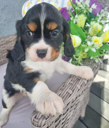Looking for our forever home