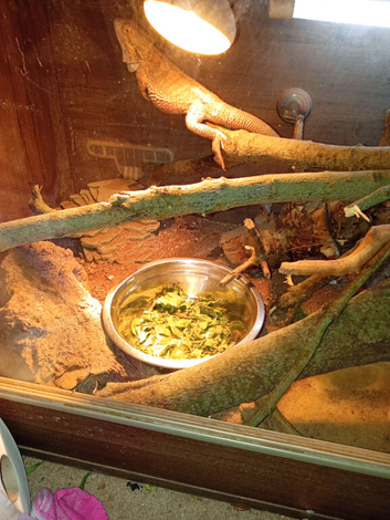 Two bearded dragons female n male
