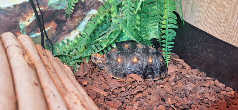 Red foot tortoise and full set up