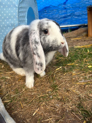 Female lop