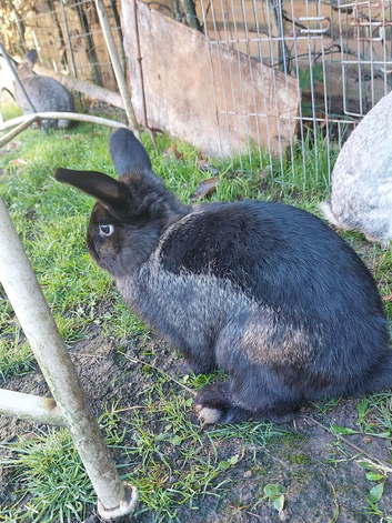 Male short-haired rabbit
