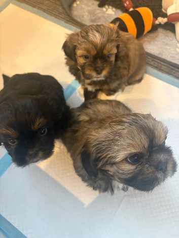 Imperial Shihtzu puppies