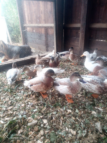 call ducks x 19