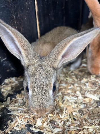 Pure bred Rex bunny&rsquo;s