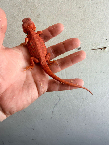 Red monster baby bearded dragons
