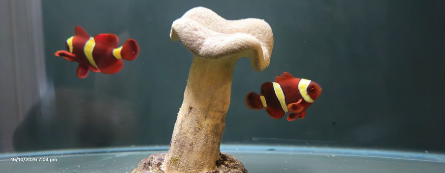 Gold Stripe Maroon Clownfish