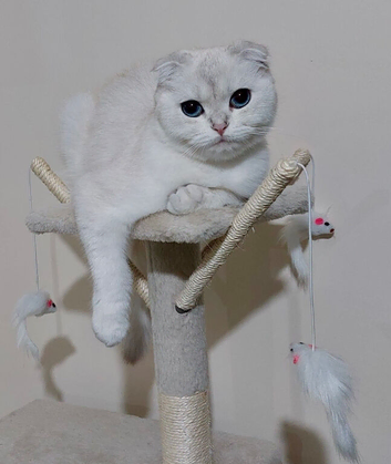 Beautiful Scottish Fold Female, 3 years old