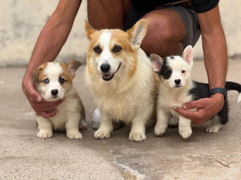 Welsh Pembroke Corgi puppies